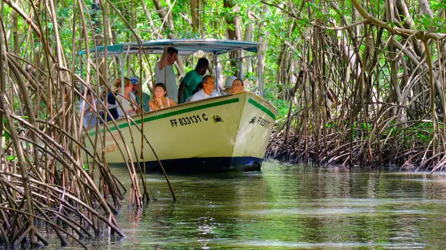 Visite guidée de la mangrove de Génipa Le Mantou Trois-îlets Martinique