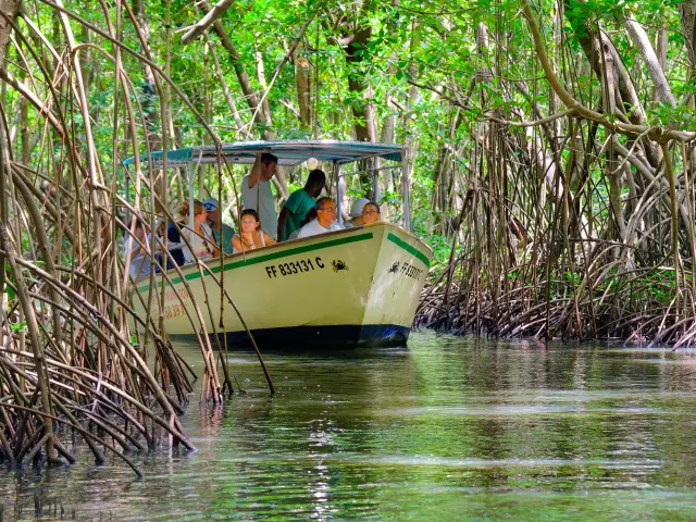 Visite guidée de la mangrove de Génipa Le Mantou Trois-îlets Martinique