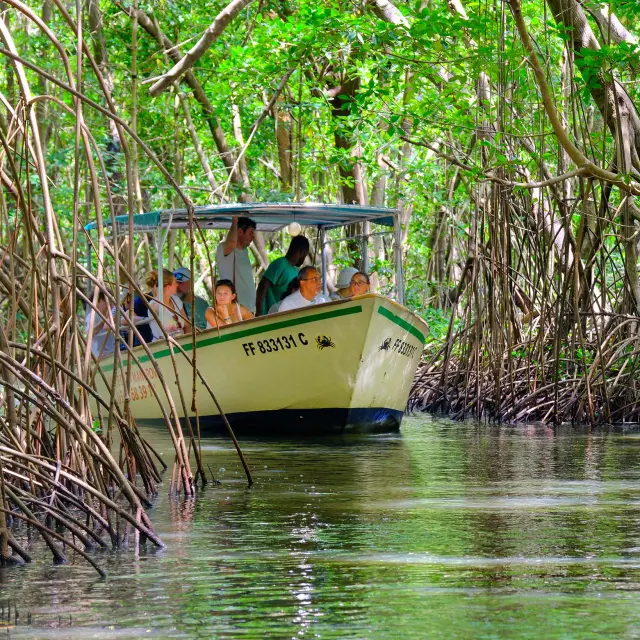 Visite guidée de la mangrove de Génipa Le Mantou Trois-îlets Martinique