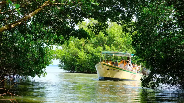 Mangrove de Génipa Le Mantou Trois-îlets Martinique