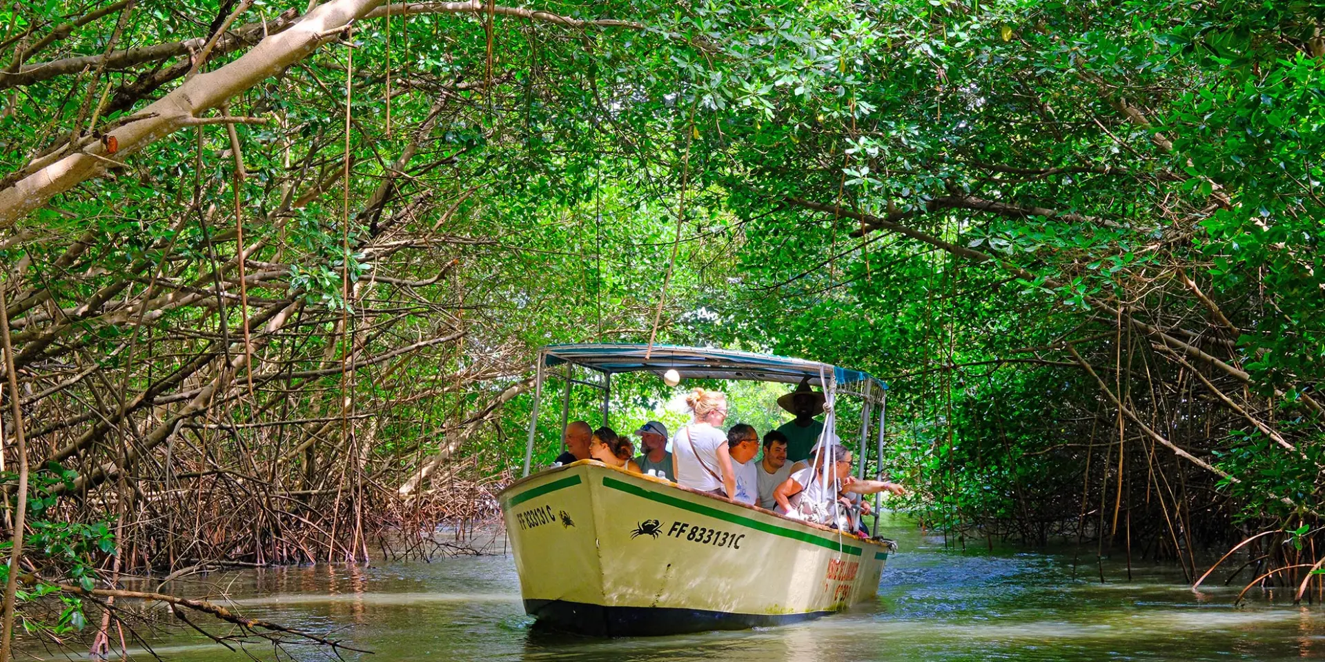 Visite guidée de la mangrove de Génipa Le Mantou Trois-îlets Martinique