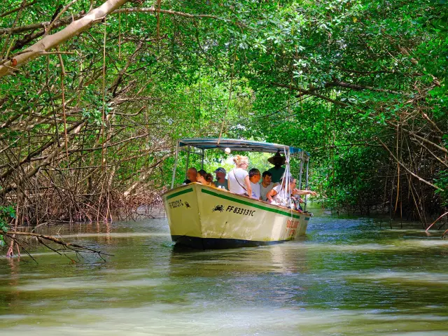 Visite guidée de la mangrove de Génipa Le Mantou Trois-îlets Martinique