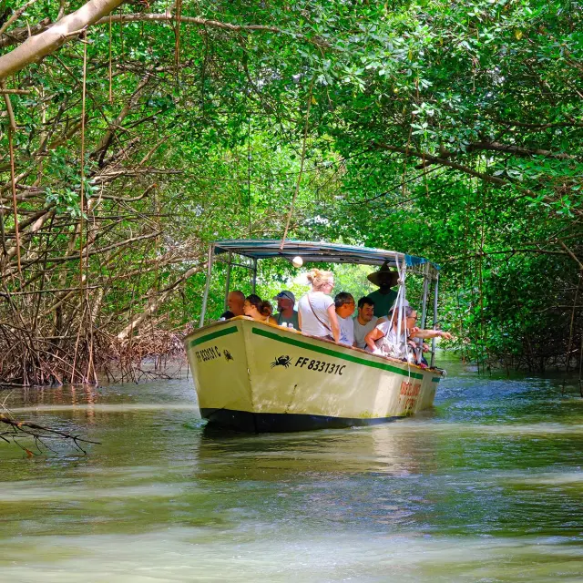 Visite guidée de la mangrove de Génipa Le Mantou Trois-îlets Martinique