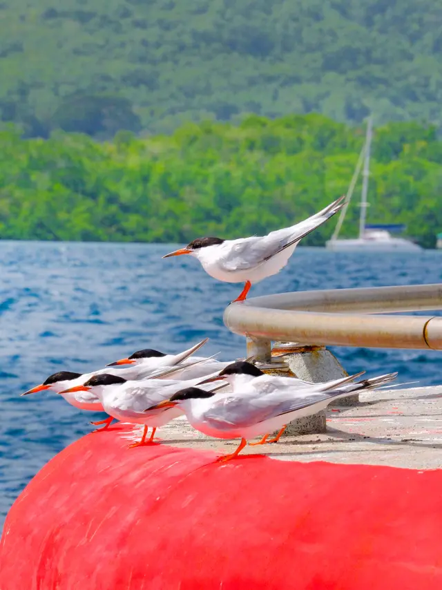 Oiseau Sterne pierregarin Martinique