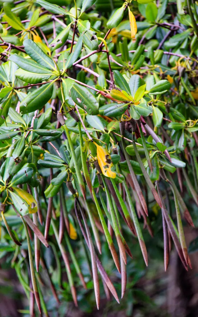 Palétuviers Mangrove Trois-îlets Martinique