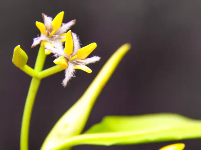 Fleur de Palétuviers Mangrove Trois-îlets Martinique