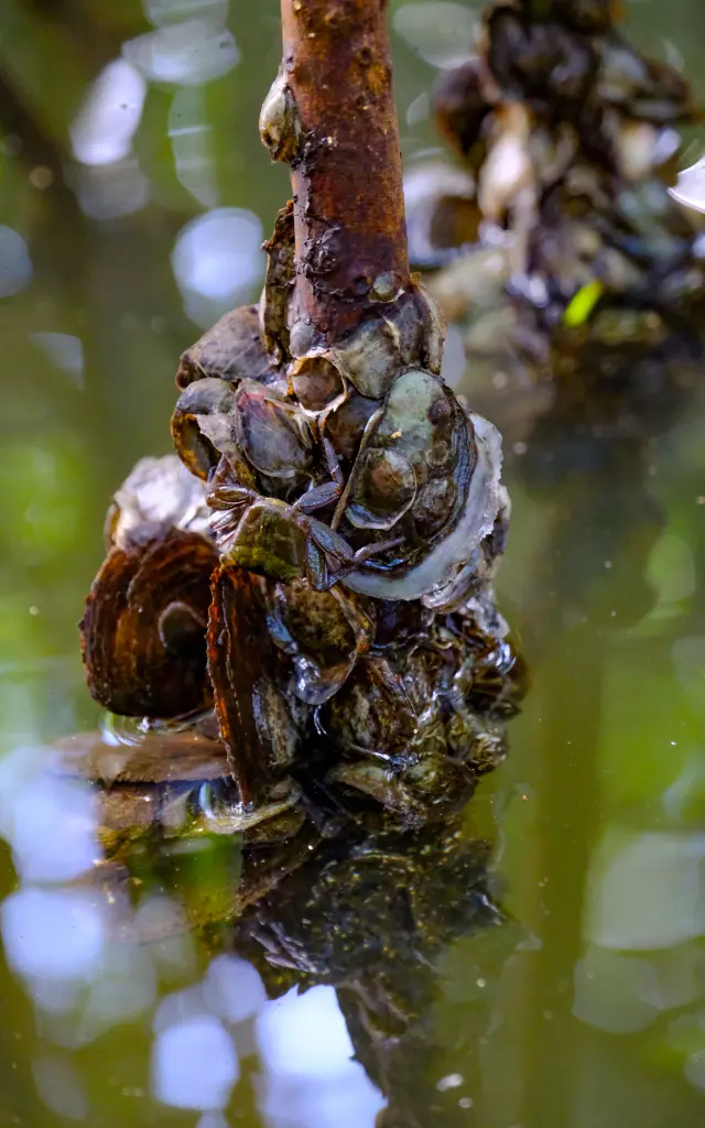 Huitre de Palétuviers Mangrove Trois-îlets Martinique