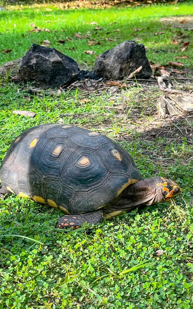 Tortue charbonnière Petit-îlet Trois-îlets Martinique