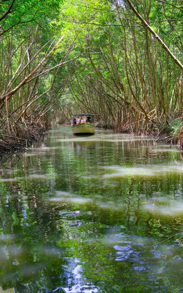 Visite de la mangrove en bateau Le Mantou Trois-îlets Martinique