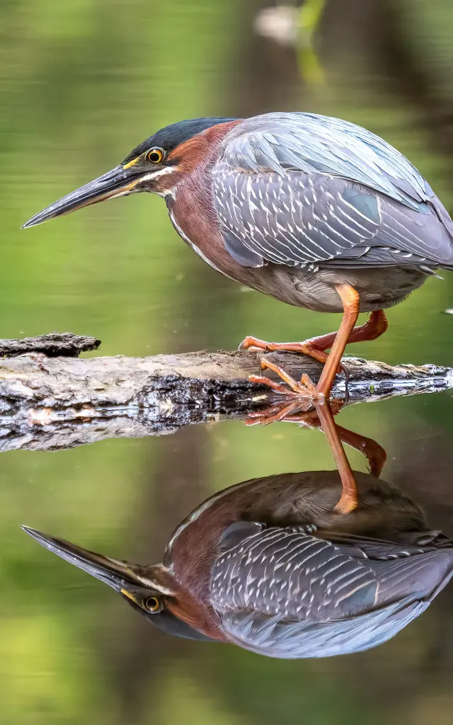 Héron vert Kayali Oiseau Martinique