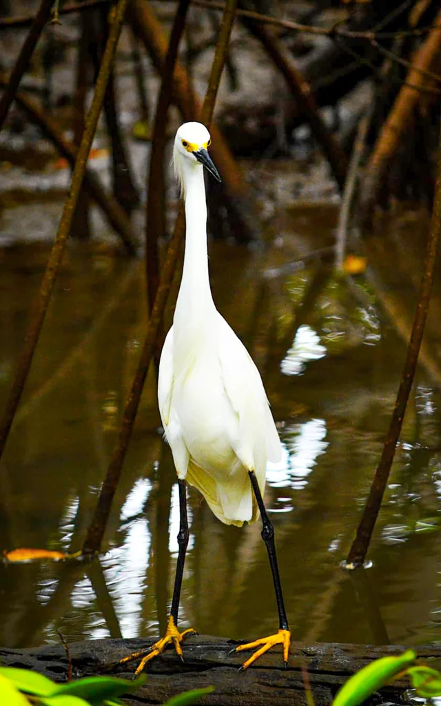 Aigrette Oiseau Mangrove Troisilets Martinique