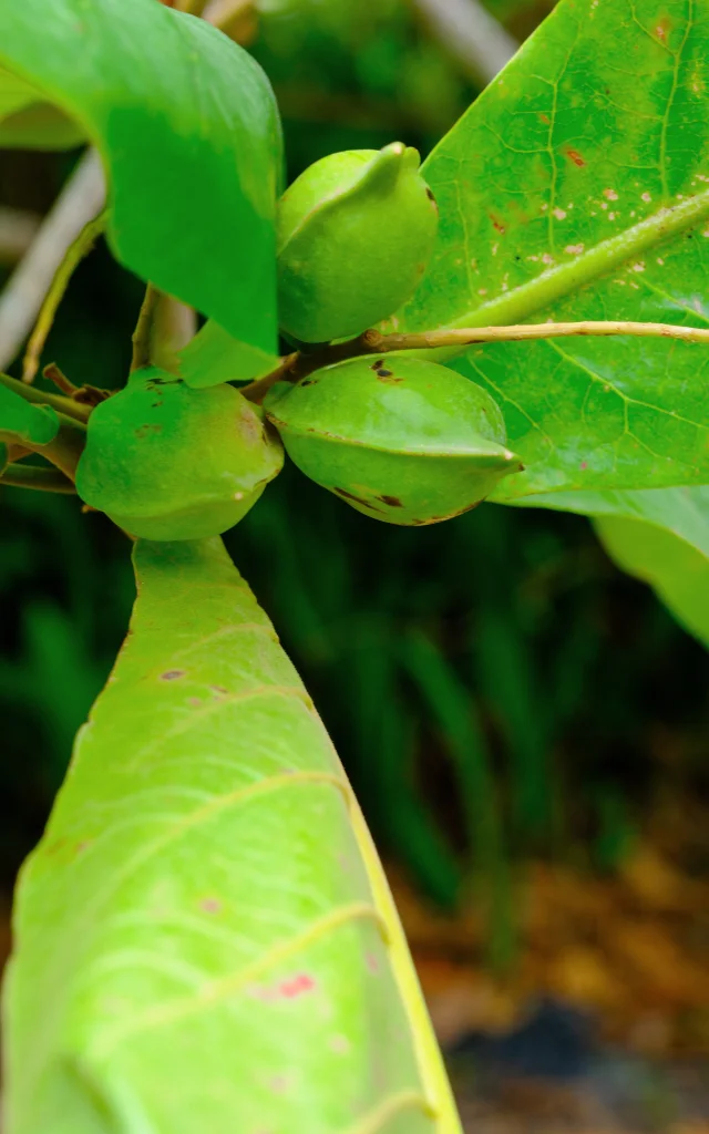 Amande Lemantou Troisilets Martinique