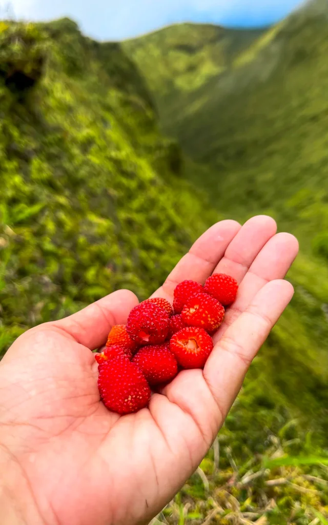 Framboise Montagne Pelée Morne-Rouge Martinique