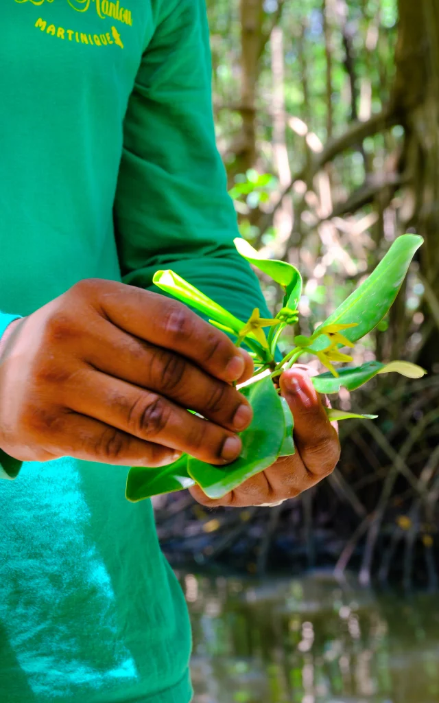 Mangrove Fleurdepaletuvier Lemantou Troisilets Martinique