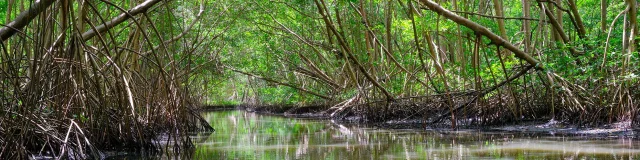 Mangrove Troisilets Martinique