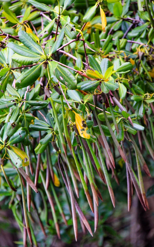 Paletuviers Mangrove Troisilets Martinique