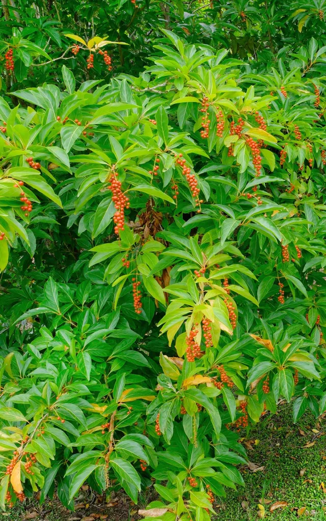 Plante Cotelettes Petitilet Troisilets Martinique