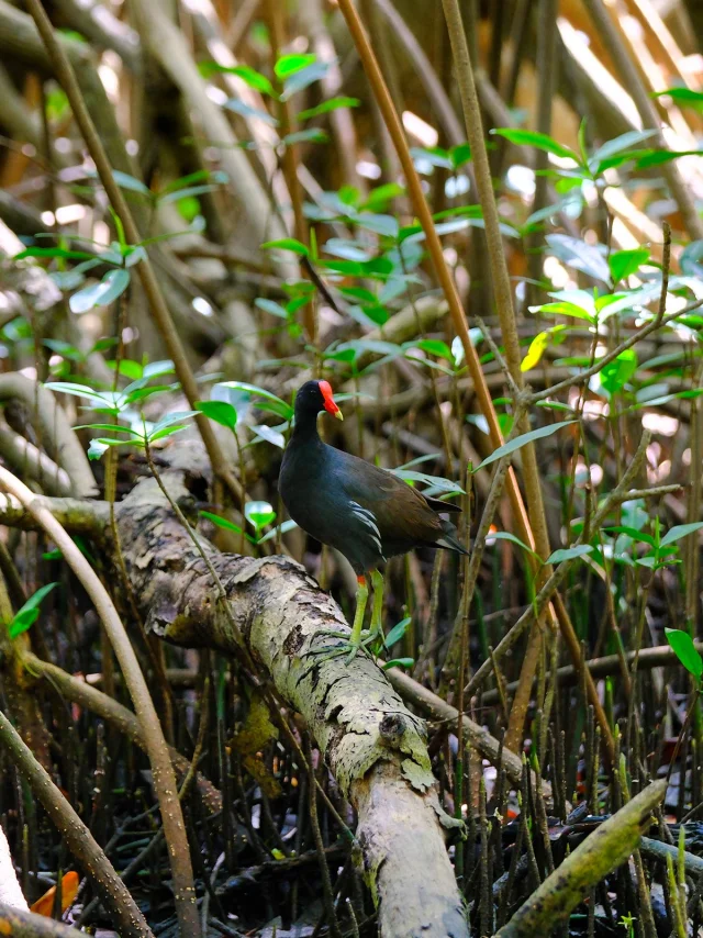 Poule d'eau mangrove Le Mantou Trois-îlets Martinique