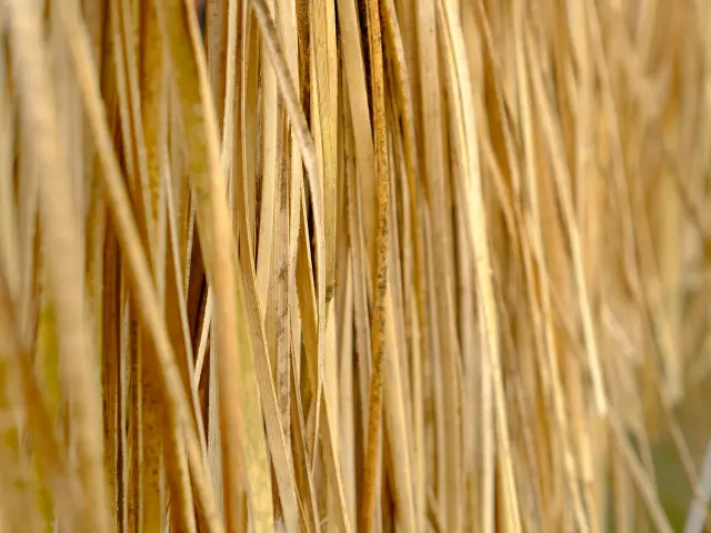 Atelier Tressage bakoua Lakoua Gros-Morne Martinique