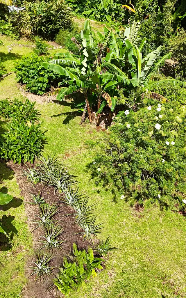 Vue du jardin créole de Lakoua à Gros-Morne : piments, thym bwa, citronnelle et autres plantes pays.