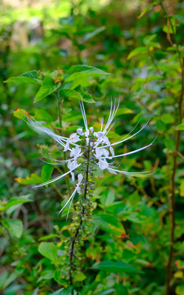 Fleur d’orthosiphon, plante médicinale du jardin créole de Lakoua.