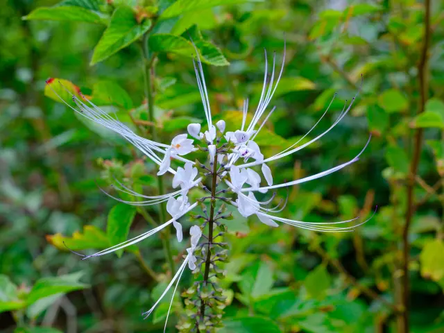 Fleur d’orthosiphon, plante médicinale du jardin créole de Lakoua.