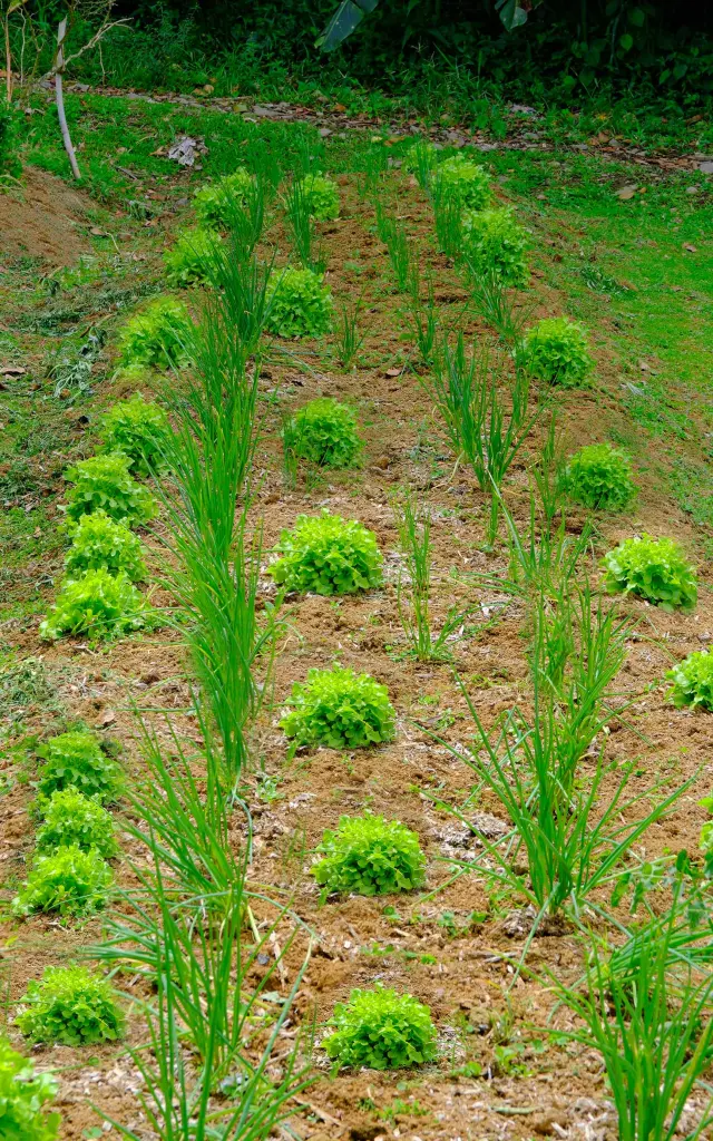 Oignon pays et laitue dans le verger du jardin créole de Lakoua.