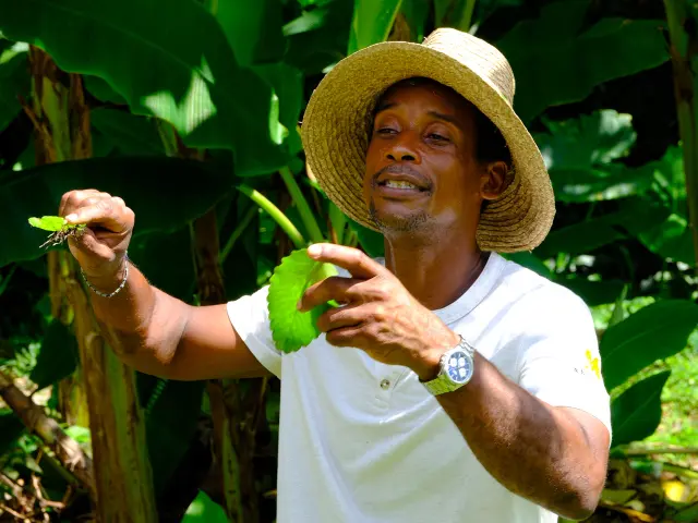Atelier Jardin Renaud Bonard Lakoua Gros-Morne Martinique