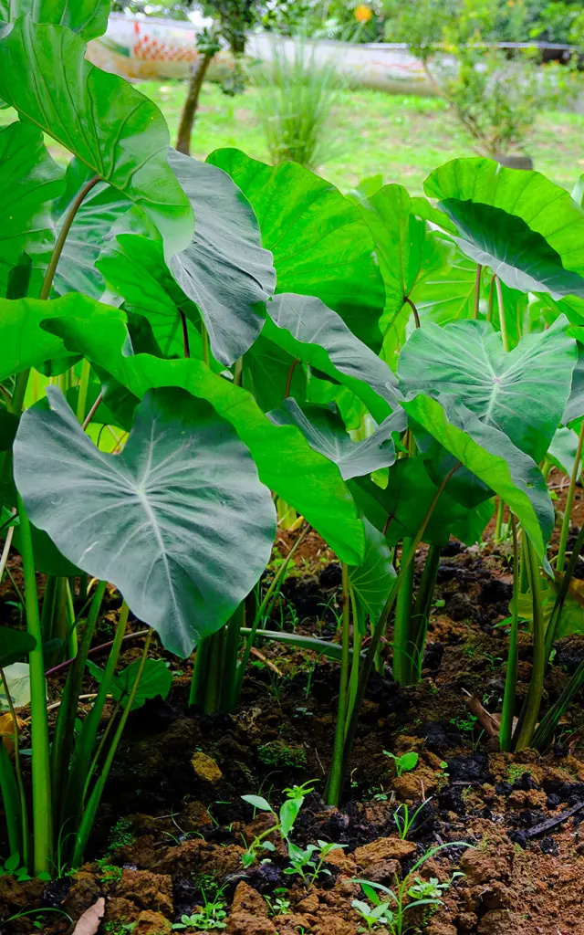Plants de chou cultivés dans le jardin créole de Lakoua.