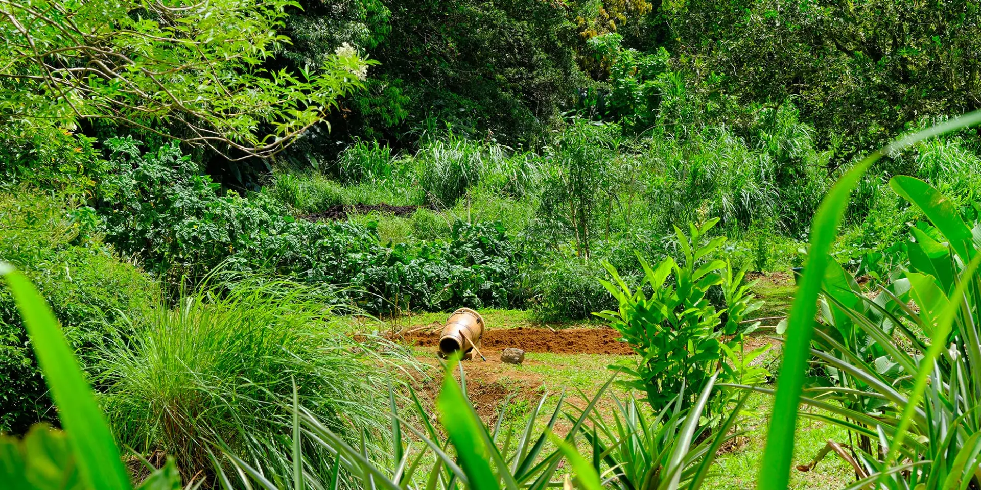 Jardin Lakoua Gros-Morne Martinique