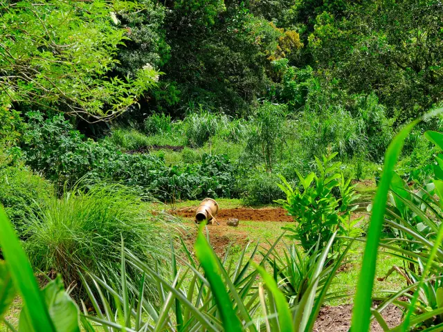 Jardin Lakoua Gros-Morne Martinique