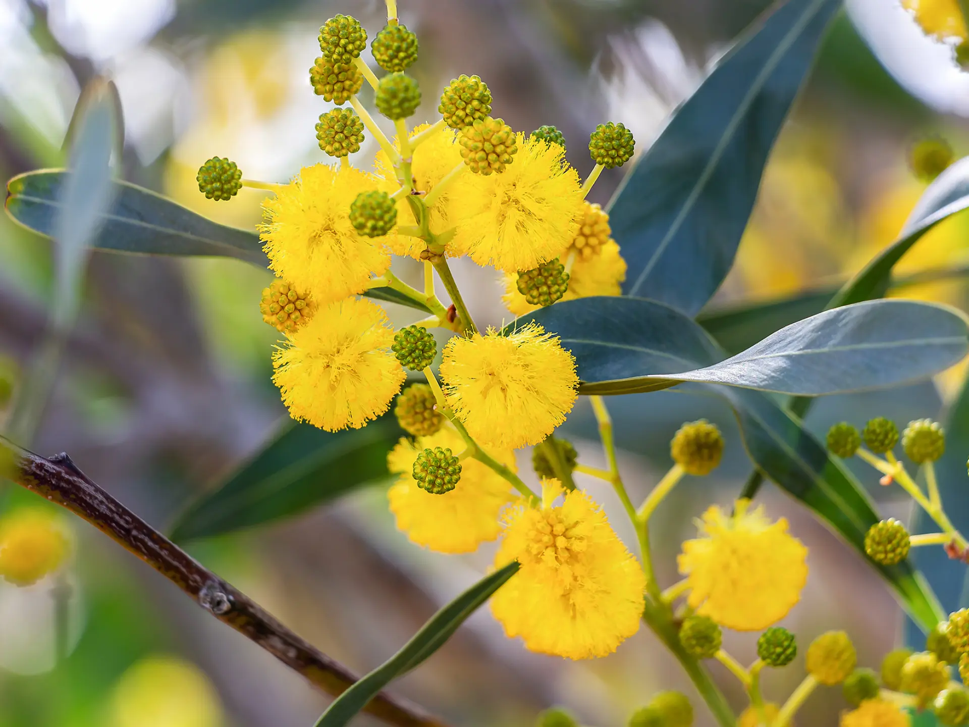 Acacia Fleur Martinique
