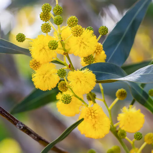Acacia Fleur Martinique