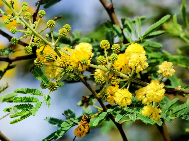Acacia Fleur Martinique