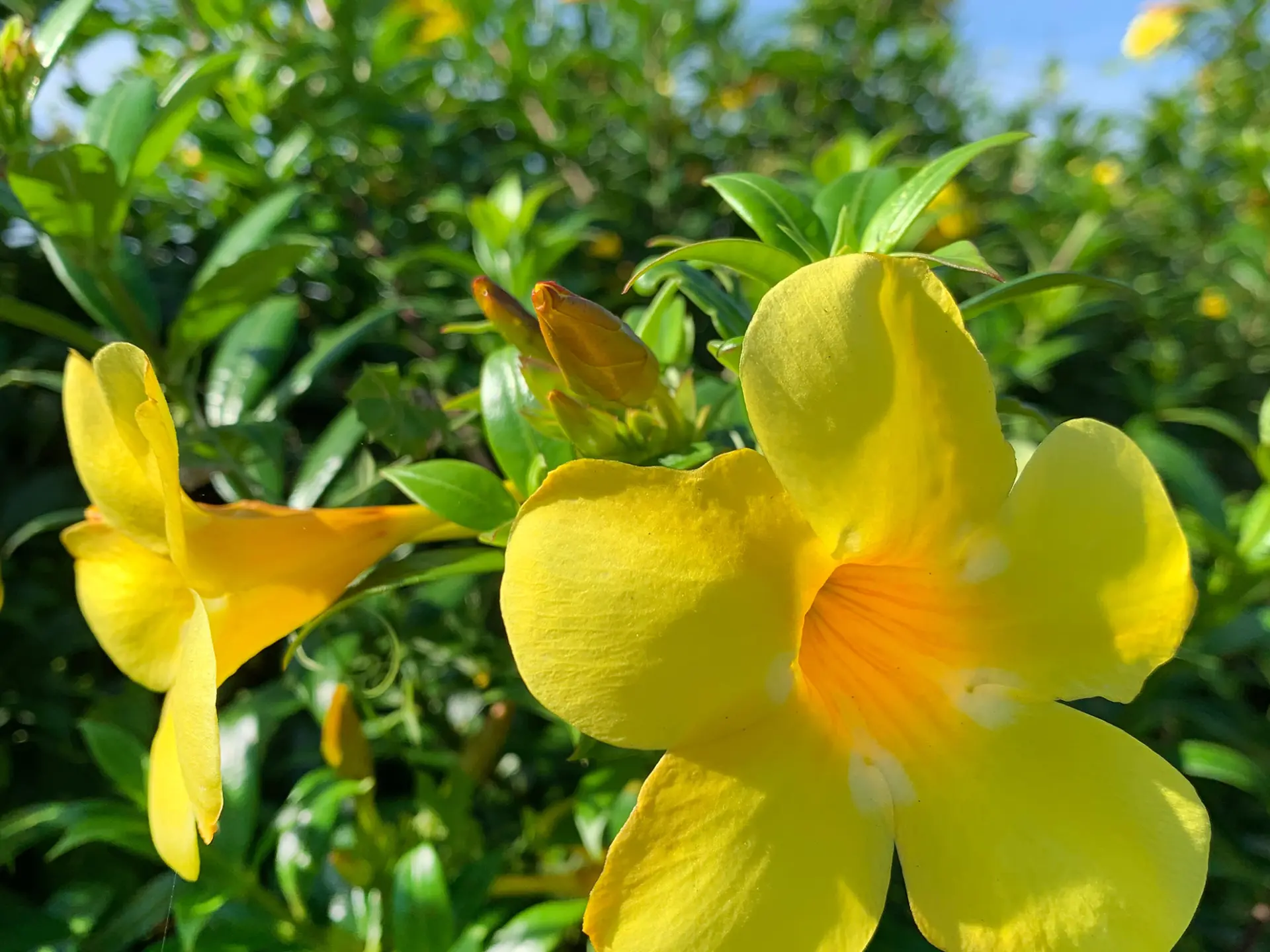 Allamanda Fleur Martinique