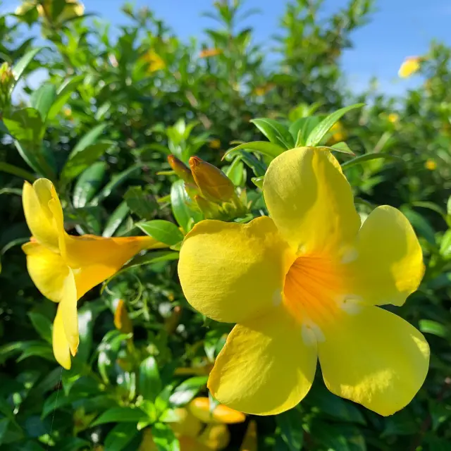 Allamanda Fleur Martinique