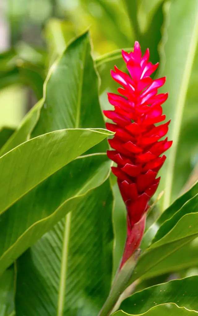 Alpinia Fleur Martinique