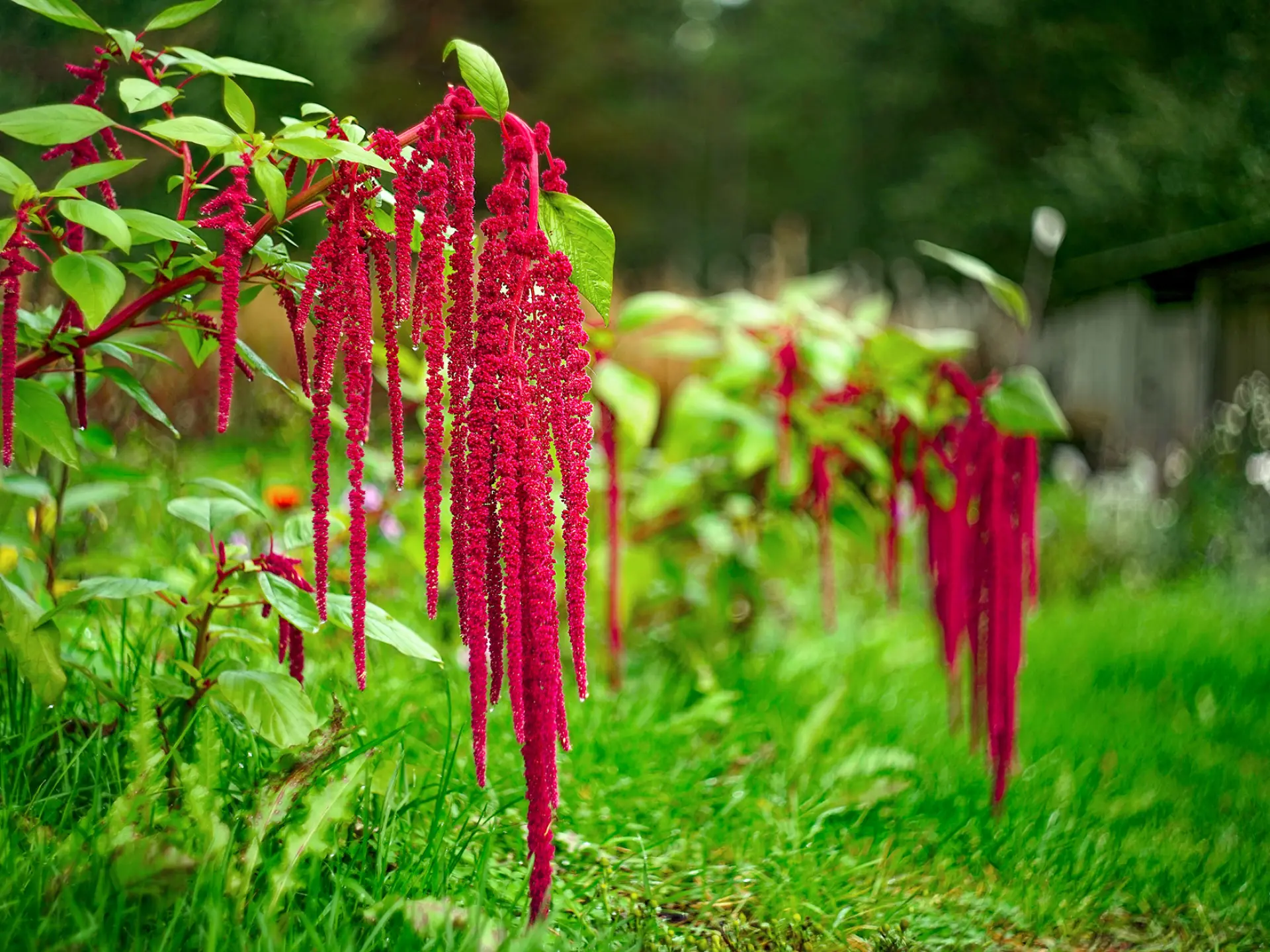 Amarante Fleur Martinique