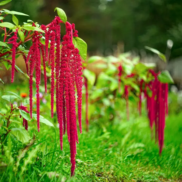 Amarante Fleur Martinique