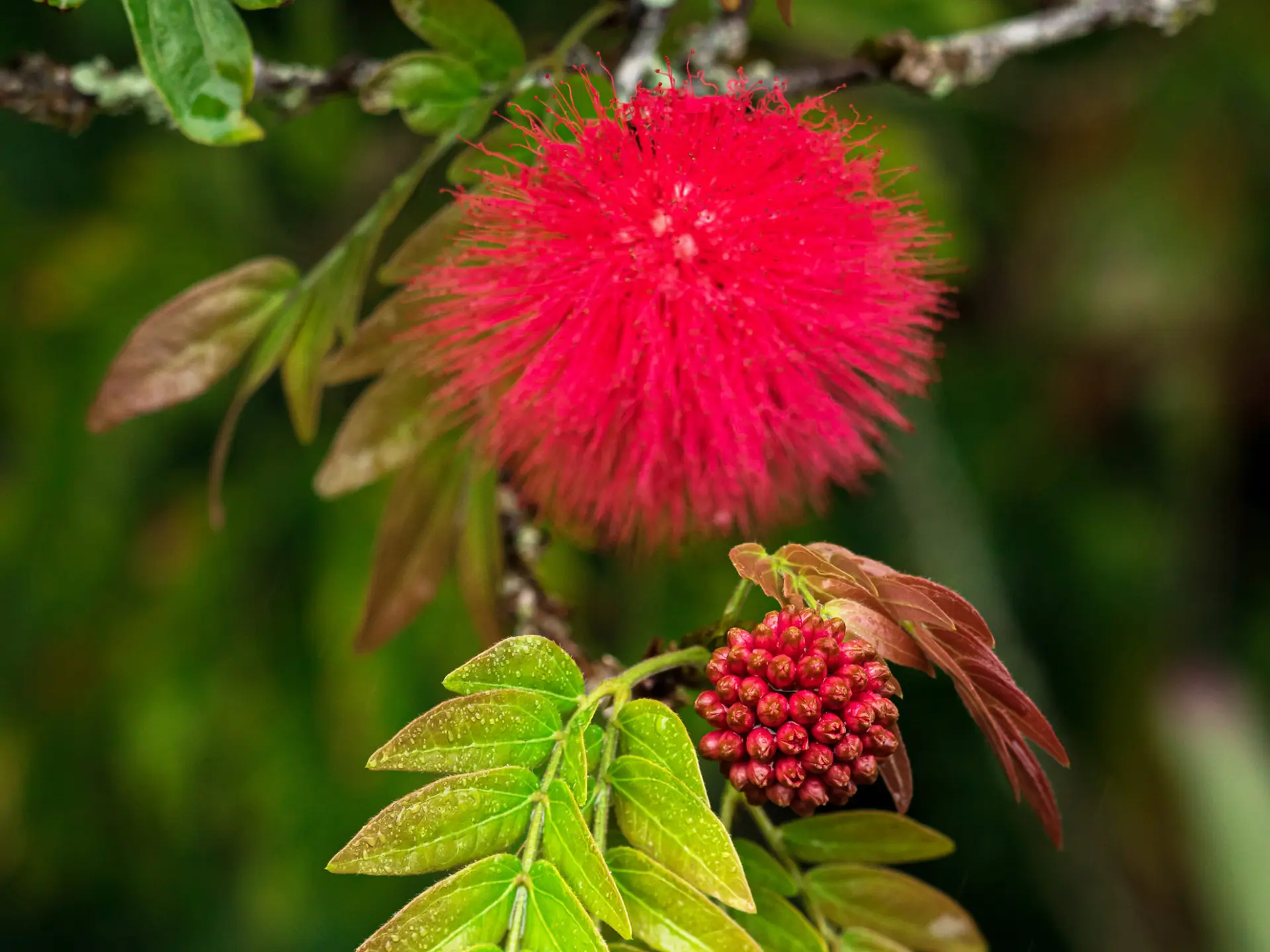 Arbre à houpette Fleur Martinique