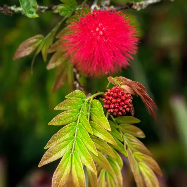 Arbre à houpette Fleur Martinique