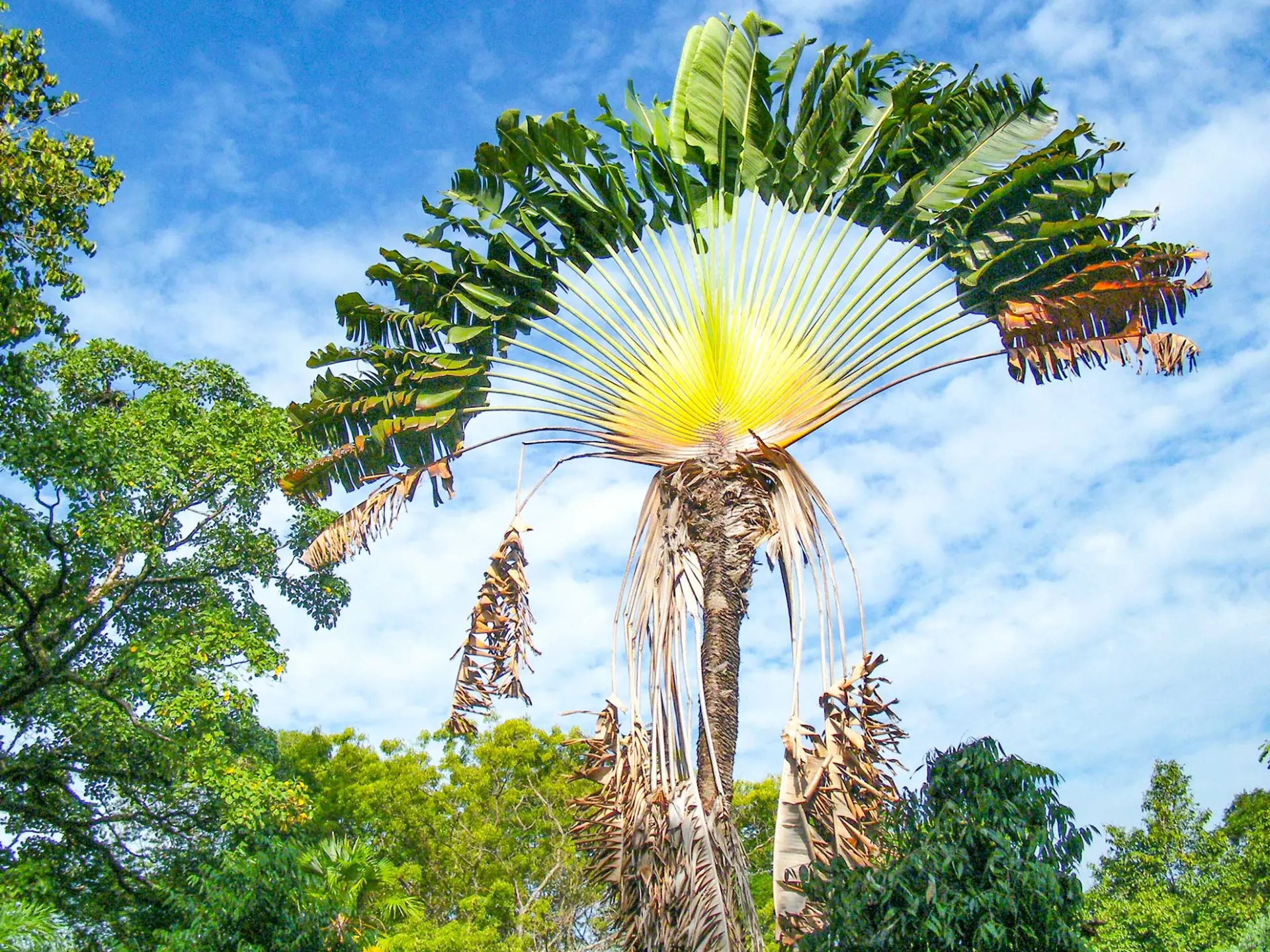 Arbre du voyageur Martinique