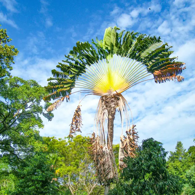 Arbre du voyageur Martinique