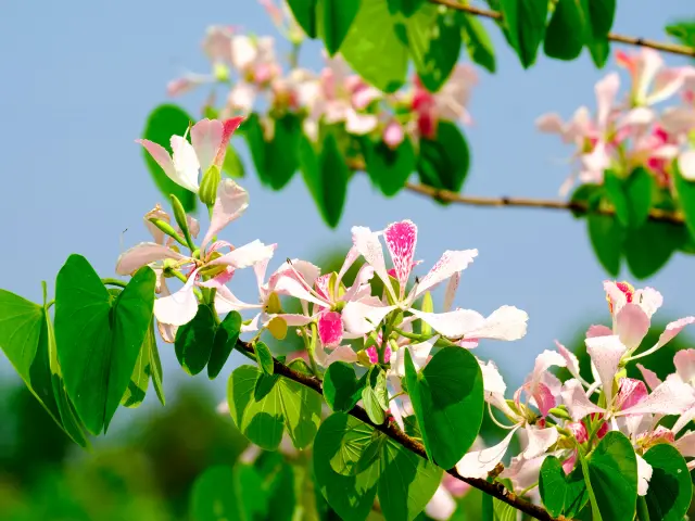 Arbre orchidée Fleur Martinique