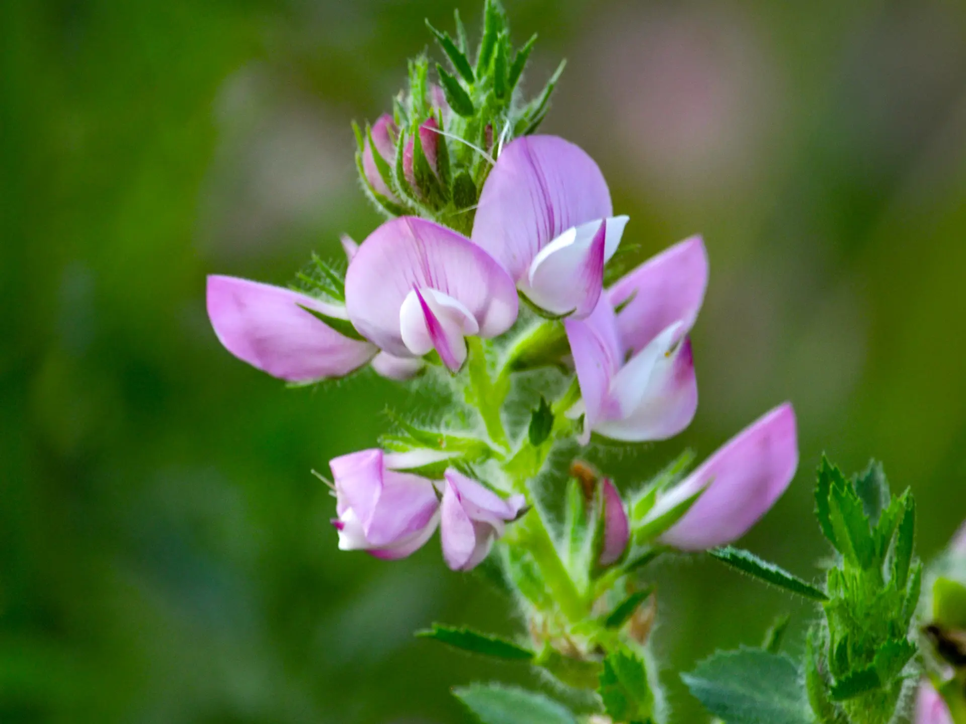 Arrête boeuf Fleur Martinique