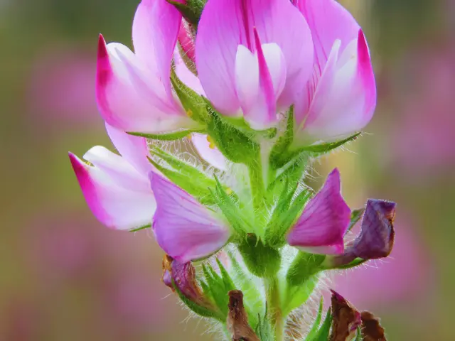 Arrête boeuf Fleur Martinique