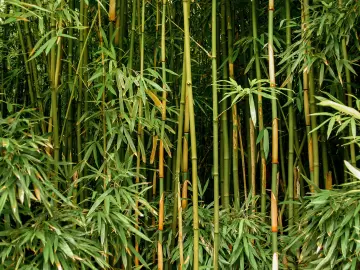 Bambou Martinique