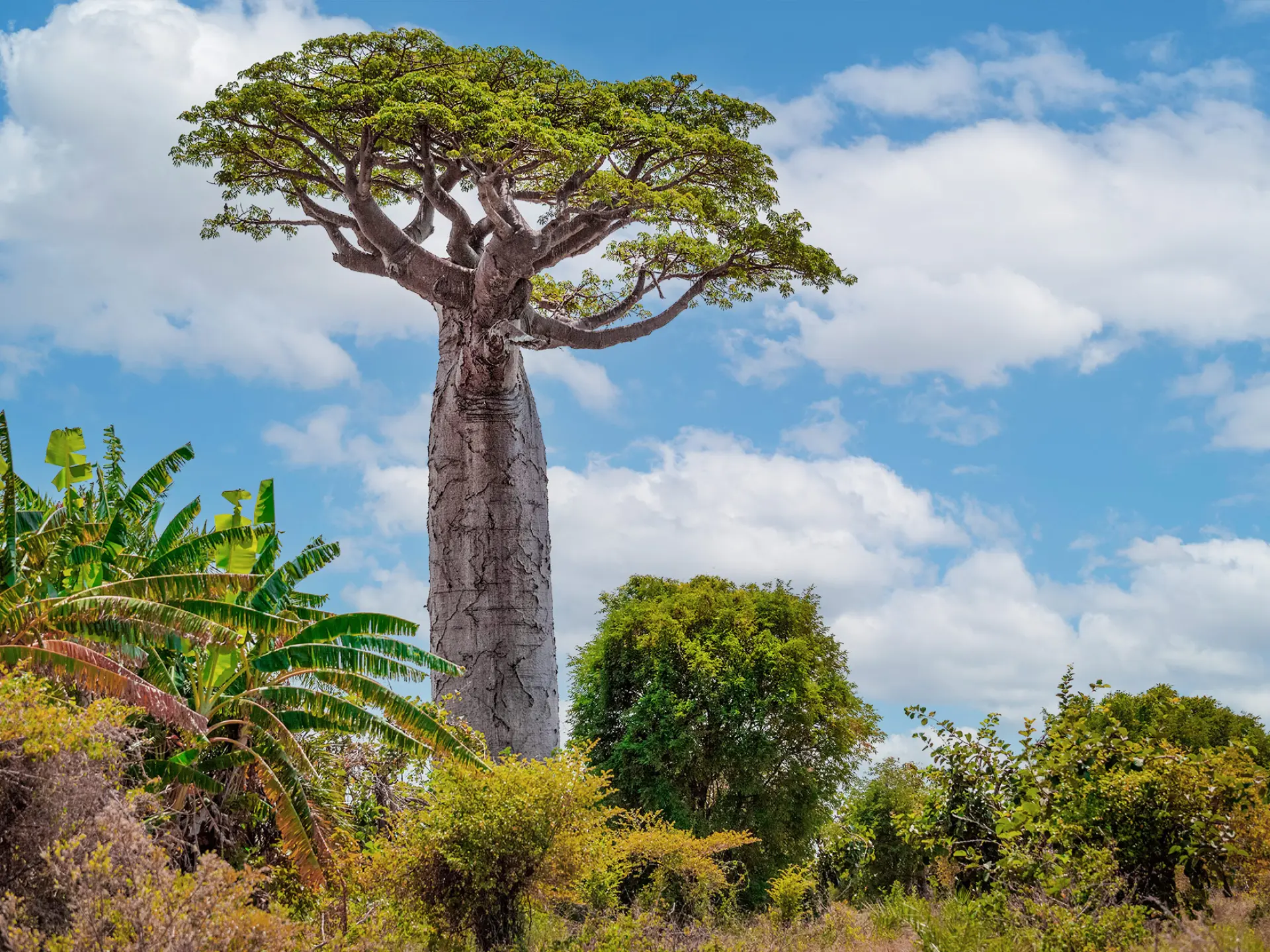 Baobab Arbre Martinique