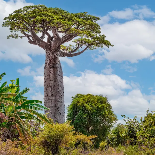 Baobab Arbre Martinique