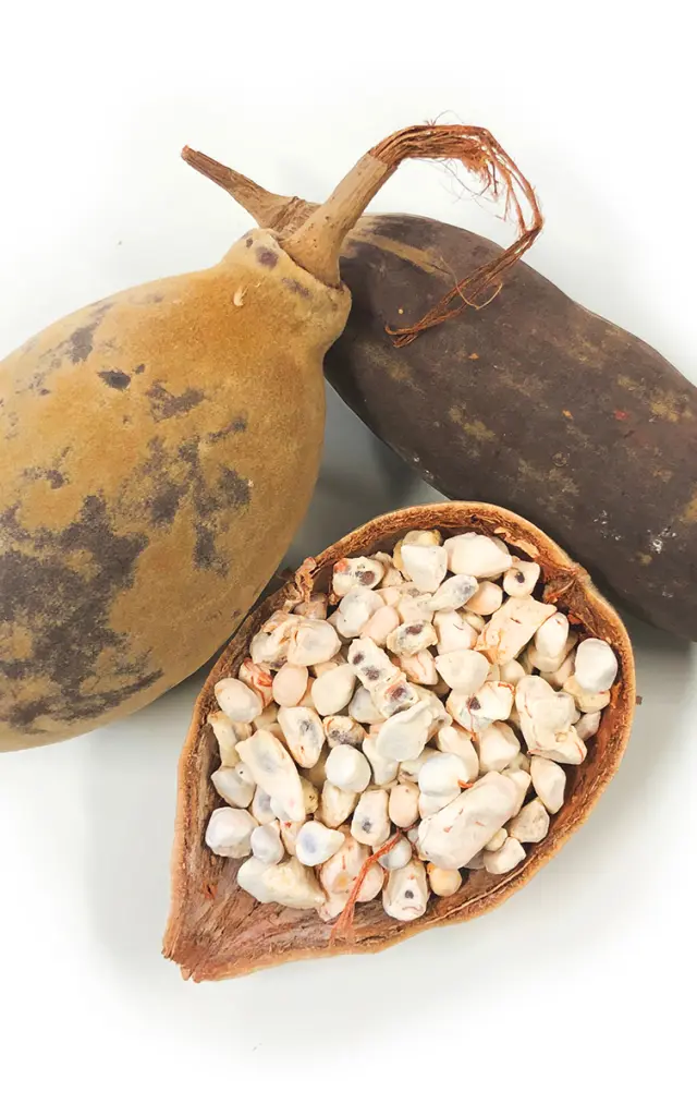 Baobab Graine Arbre Martinique